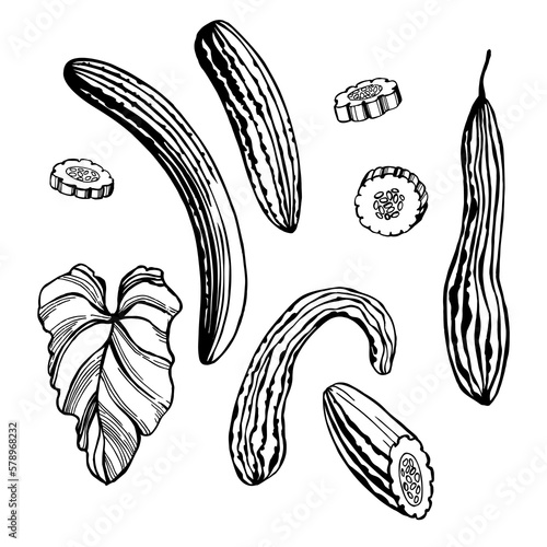 Armenian cucumber . Vector  illustration.