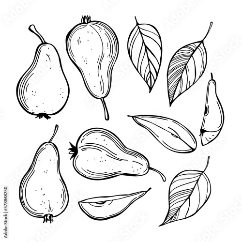 Sketch pears. Vector  illustration.