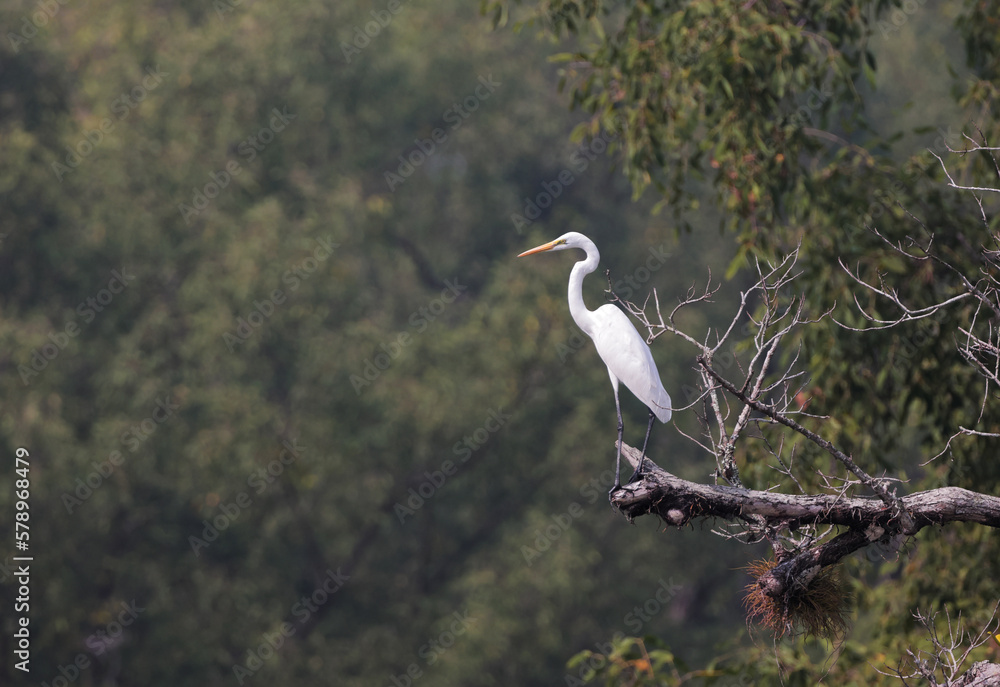 wildlife of sundarbans.Sundarbans is the biggest mangrove forest in the world. this photo was taken from Bangladesh.