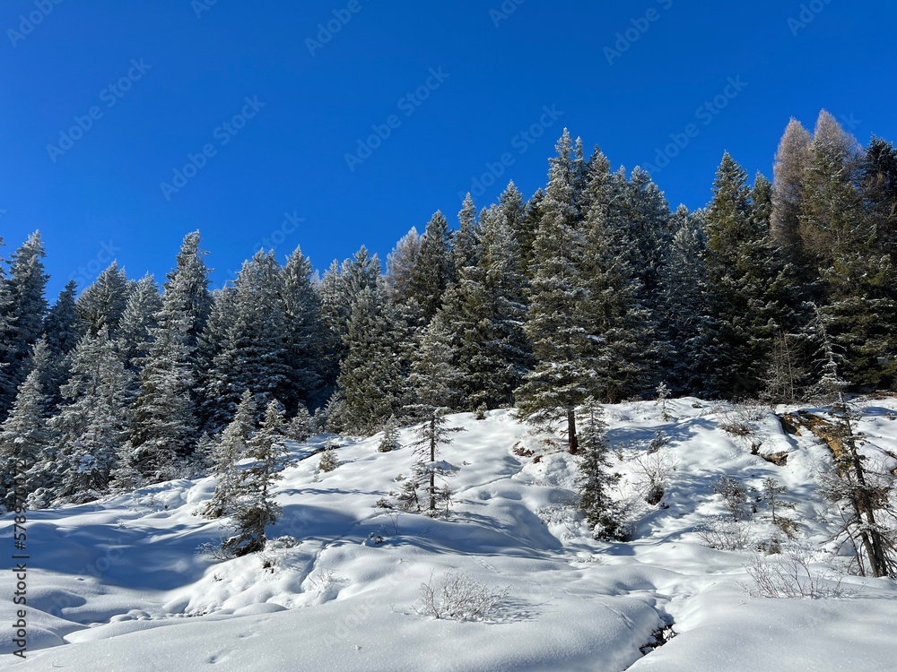 Picturesque canopies of alpine trees in a typical winter atmosphere after the winter snowfall above the tourist resorts of Valbella and Lenzerheide in the Swiss Alps - Canton of Grisons, Switzerland Picturesque canopies of alpine trees in a typical winter atmosphere after the winter snowfall above the tourist resorts of Valbella and Lenzerheide in the Swiss Alps - Canton of Grisons, Switzerland