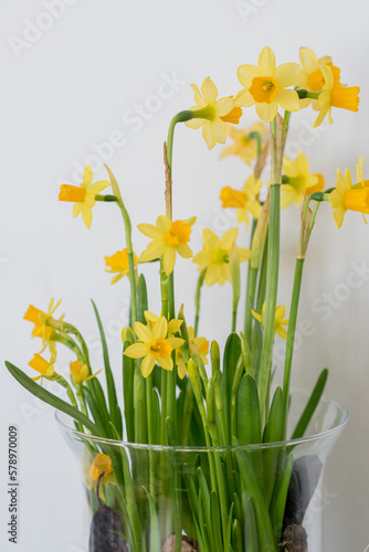 Daffodils on white background. Close up. 