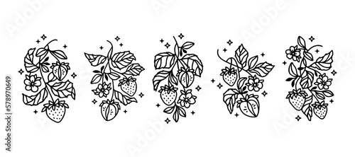 Hand drawn vintage strawberry plant and floral vector line art illustration for logo, brand, organic food products, label, stickers, nature objects
