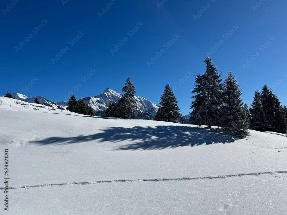 Fototapeta premium Picturesque canopies of alpine trees in a typical winter atmosphere after the winter snowfall above the tourist resorts of Valbella and Lenzerheide in the Swiss Alps - Canton of Grisons, Switzerland
