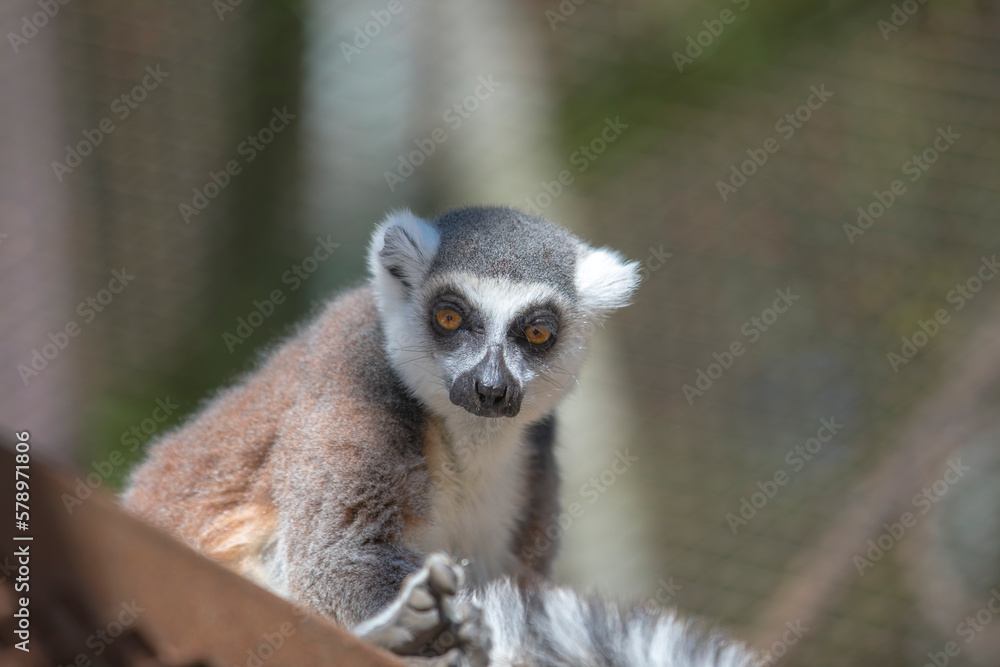 Obraz premium 眼鏡猿