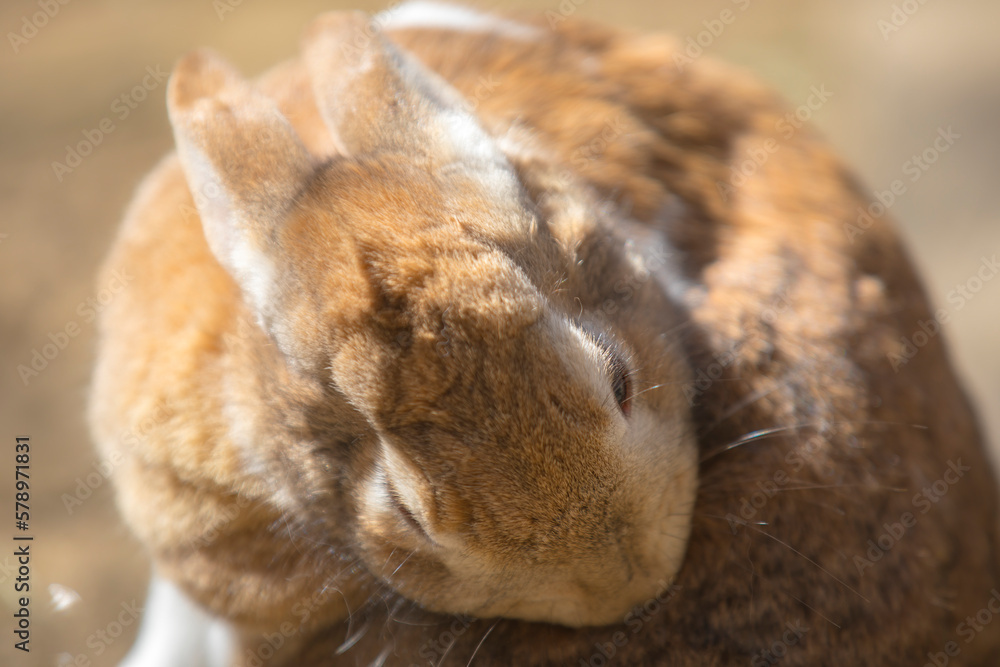 Obraz premium うさぎ ウサギ