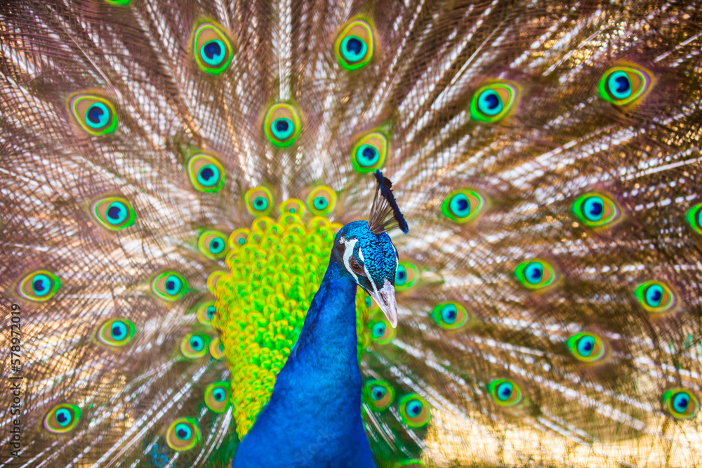 Fototapeta premium 孔雀