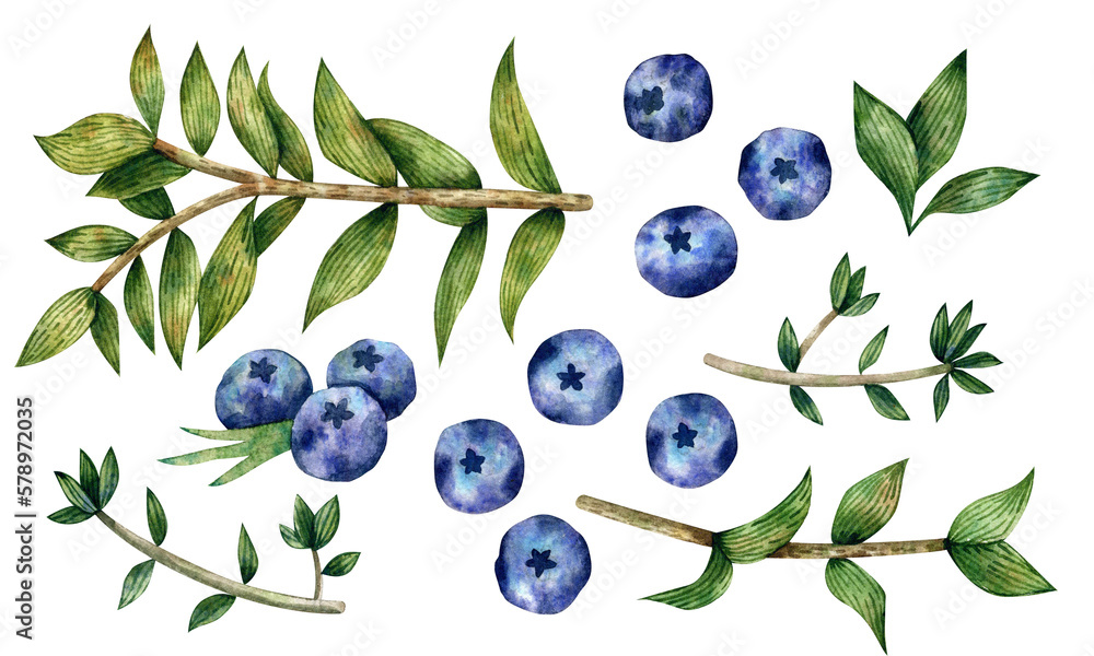 Set of blueberries, twigs and leaves watercolor elements isolated on transparent background Set of blueberries, twigs and leaves watercolor elements isolated on transparent background
