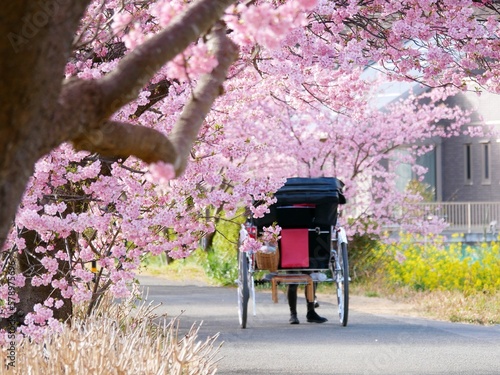 Sakura Cherry blossom in Japan photo