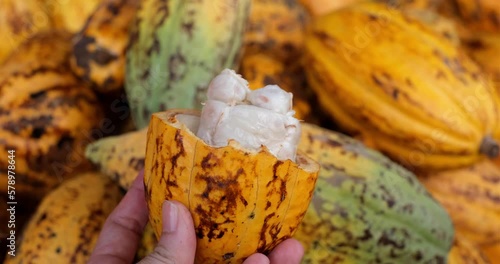 Hand Holding Open Cacao Pod with Fresh Seeds