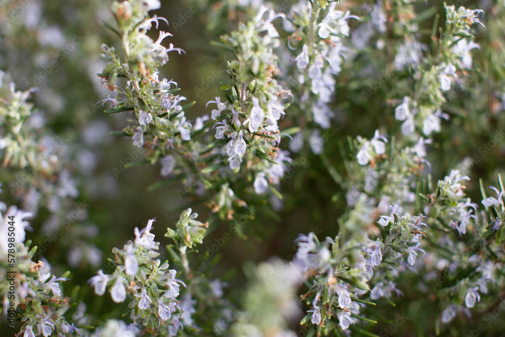 Romarin en fleur au printemps en plein été dans le sud de la France avec des abeilles en Provence Romarin en fleur au printemps en plein été dans le sud de la France avec des abeilles en Provence