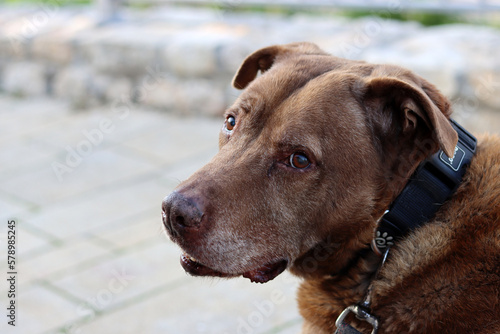 Fototapeta Naklejka Na Ścianę i Meble -  Close up portrait of brown Labrador dog. Senior dog happy life. 