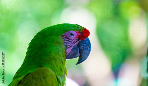Fotografie closeup photo of ara macaw parrot in zoo