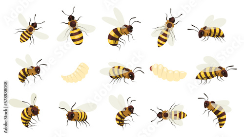 Canvas Print Honey bee bug