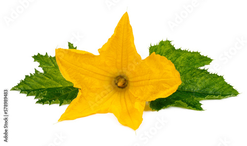 Fresh zucchini flower with green leaves isolated on white background, close-up.