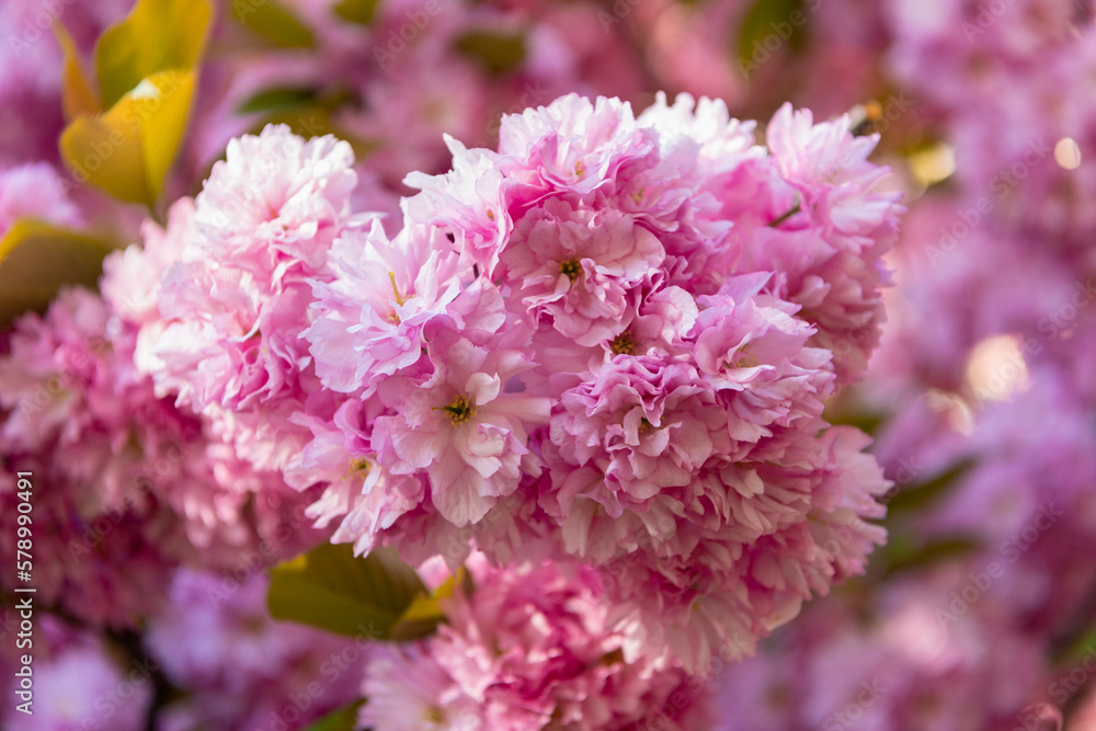 seasonal pink sakura flower on blooming spring tree seasonal pink sakura flower on blooming spring tree