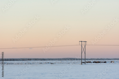 Imagen del paisaje nevado con una línea de alta tensión y medio con unas ovejas la parte inferior de cielo despejado