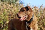 Cute brown mixed dog on a walk. Happy senior dog close up portrait. 