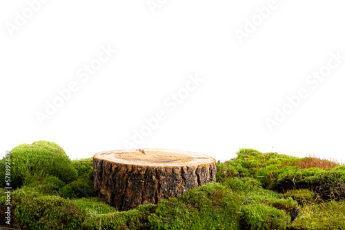 Canvas Print natural style