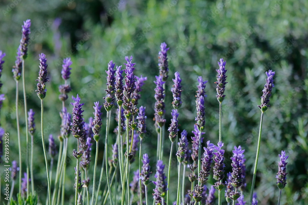 Fototapeta premium lavender field region