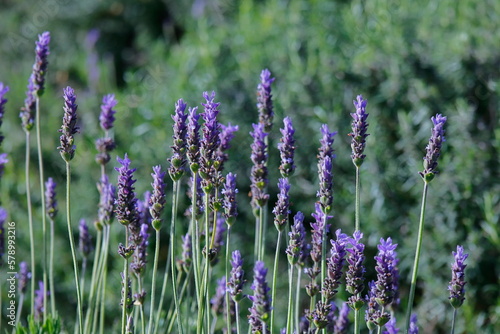 lavender field region