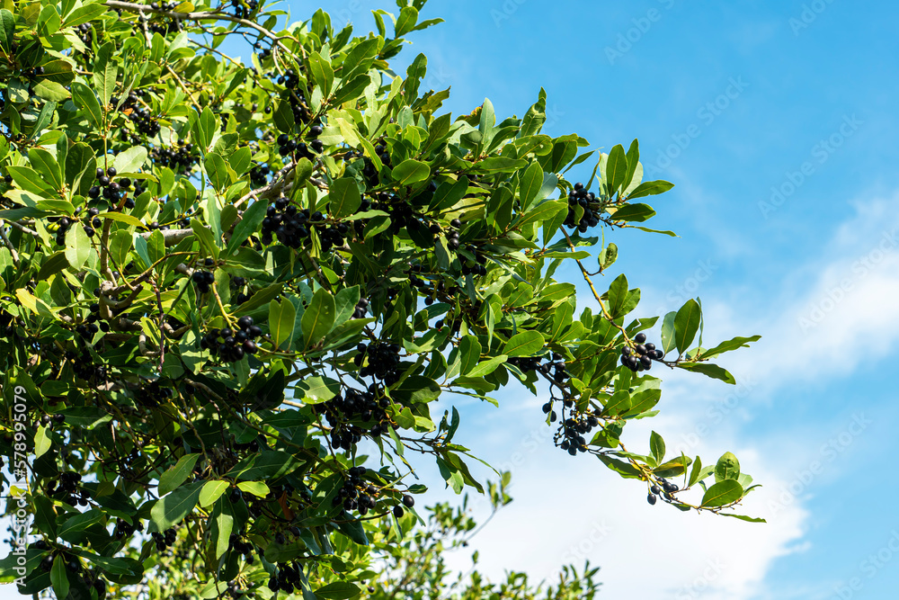 Evergreen shrub or small tree Rhamnus Alaternus. The mediterranean buckthorn flowering plant with green leaves against blue sky. Evergreen shrub or small tree Rhamnus Alaternus. The mediterranean buckthorn flowering plant with green leaves against blue sky.