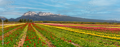 Field of red, yellow, green, orange tulips with mountains in the background and panoramic sky in Trevelin, Argentina photo