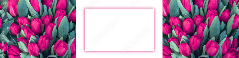 Close-up tulips banner for design and web page. Concept happy Easter card, international womens day Close-up tulips banner for design and web page. Concept happy Easter card, international womens day