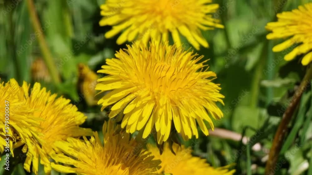 Dandelion, blooming yellow flowers in the meadow. Close-up. Dandelion, blooming yellow flowers in the meadow. Close-up.