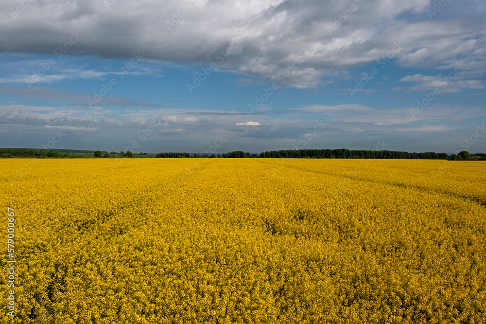 Yellow blloming  colza field, blue sky, white clouds