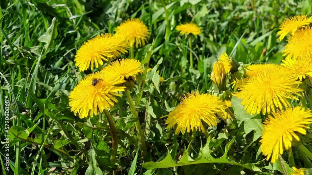 Dandelion blooming in the field, a bee pollinating the yellow flowers. Spring sunny day. Dandelion blooming in the field, a bee pollinating the yellow flowers. Spring sunny day.