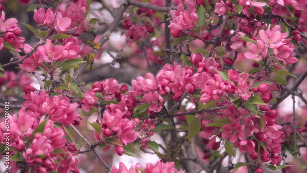 Cherry blossoms season beautiful flowers. Cherry blossoms season beautiful flowers.