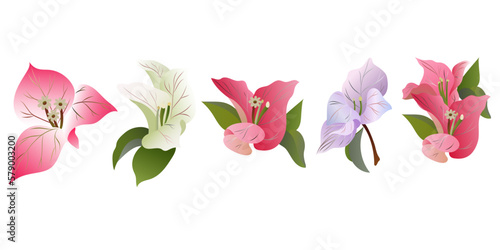 Bougainville plant of Mexico, isolated vector bougainvillea flowers, pink flowers and green leaves. Exotic Mexican blossoms, evergreen plant growing in Peru and South America, realistic 3d icons set. photo