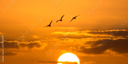 Sunset of flying birds, geese departing with sunset on the background. Greylag gooses flying in the air © Solar 760L