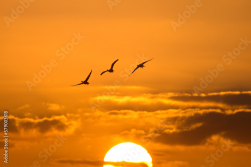  Sunset of flying birds, geese departing with sunset on the background. Greylag gooses flying in the air