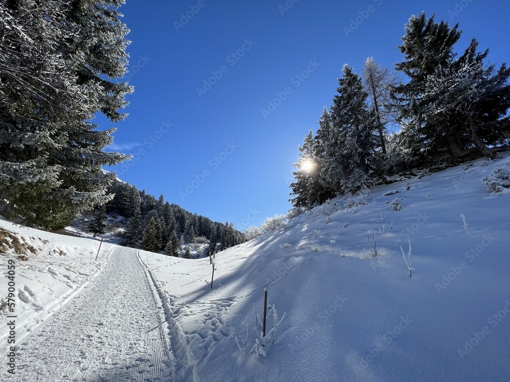 Fototapeta premium Excellently arranged and cleaned winter trails for walking, hiking, sports and recreation in the area of the tourist resorts of Valbella and Lenzerheide in the Swiss Alps - Switzerland (Schweiz)