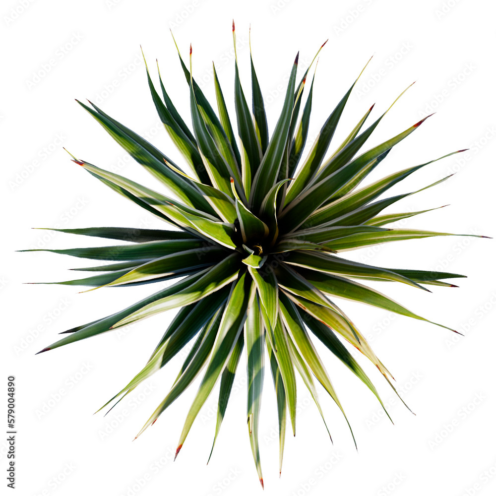 tropical plant and tree isolated top view tropical plant and tree isolated top view