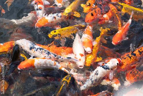 orange and yellow carp fish are waiting for food