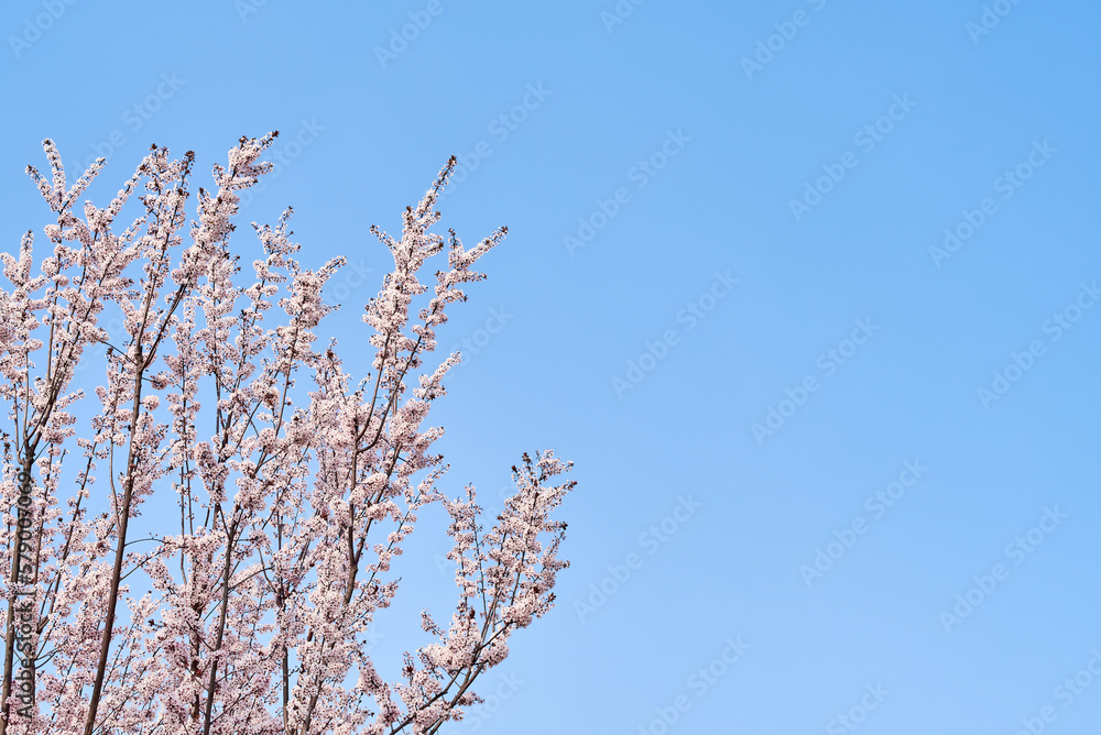 Cherry blossoms bloom in the park in spring Cherry blossoms bloom in the park in spring
