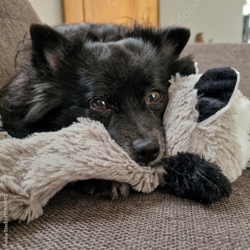 Small black dog with eyes open resting head on a cuddly grey toy