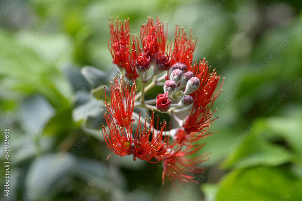 Obraz premium ハワイフトモモ