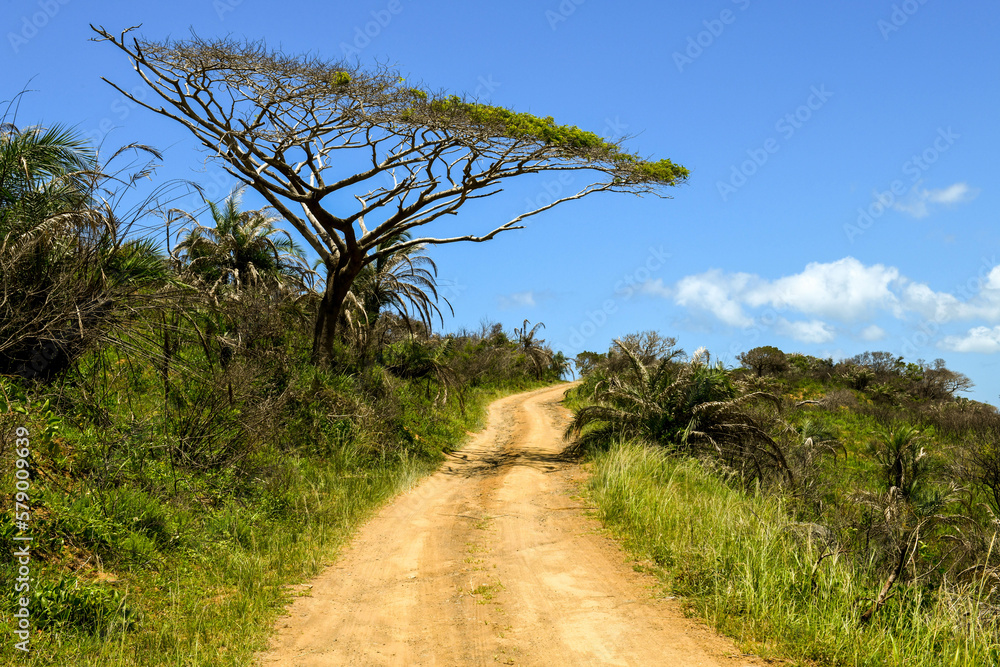 Dirt road on Isimangaliso wetland park in South Africa Dirt road on Isimangaliso wetland park in South Africa