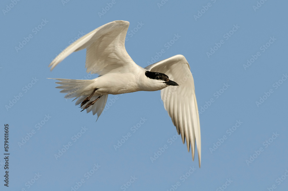 Sandwich tern (Thalasseus sandvicensis) Sandwich tern (Thalasseus sandvicensis)