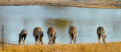 A rear view of a harem of zebra drinking water from a river photo