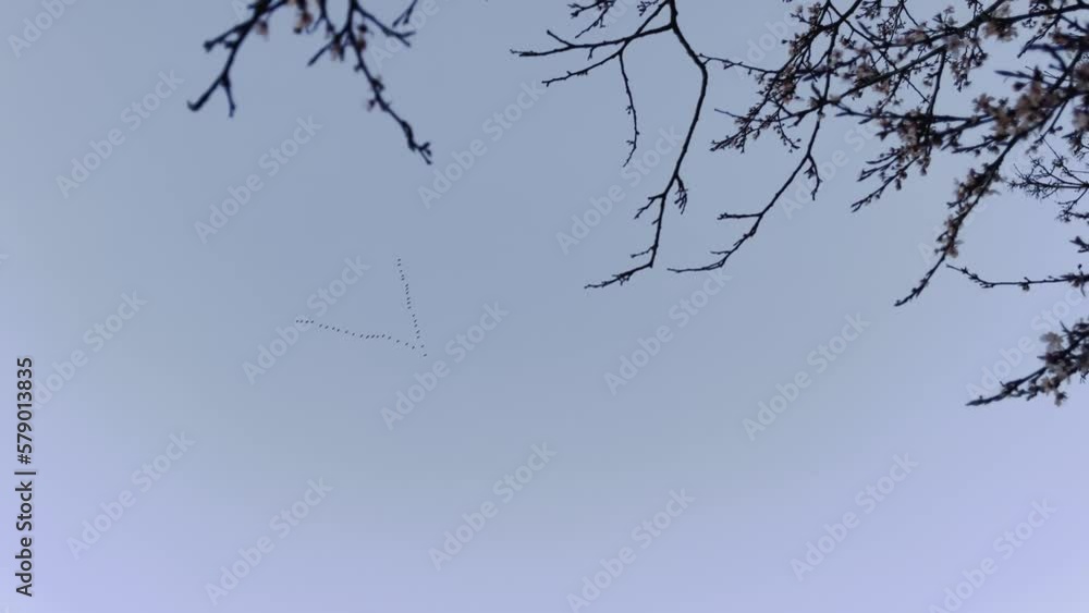 Small flock of migratory birds flying in formation, with tree with branches in foreground. Small flock of migratory birds flying in formation, with tree with branches in foreground.