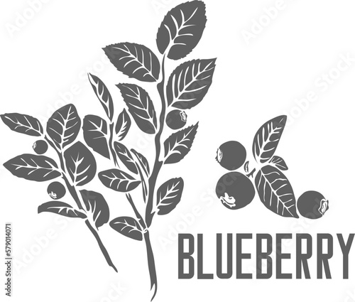 Blueberry stem vector silhouette. Cormus Vaccinii myrtilli medicinal herbal outline. Blueberry shoots for pharmaceuticals and coocking. Set of outline bilberry, huckleberry or whortleberry plant.