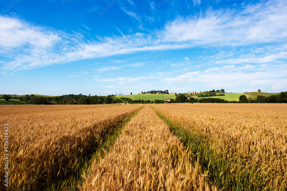 Fascinating landscape with wheat field (harvest, abundance, prosperity, wealth - concept)