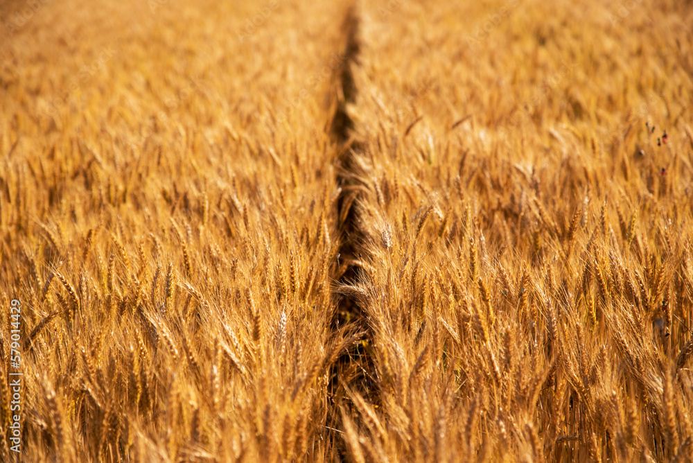Fascinating landscape with wheat field (harvest, abundance, prosperity, wealth - concept)