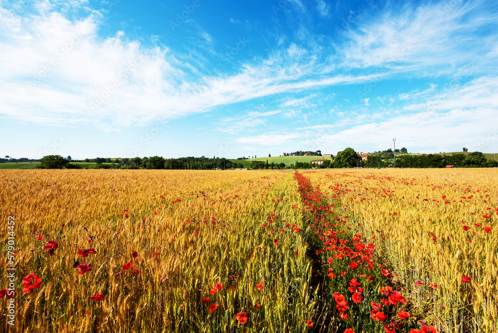 Moving beautiful spring landscape with the path of poppies in a wheat field against a background of cloudy sky (abundance, harvest, relaxation, antistress - concept)