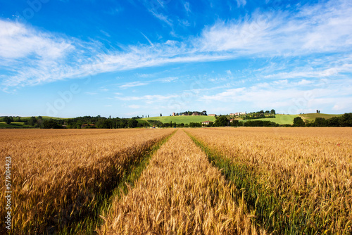 Obraz na płótnie Fascinating landscape with wheat field (harvest, abundance, prosperity, wealth - concept) w salonie