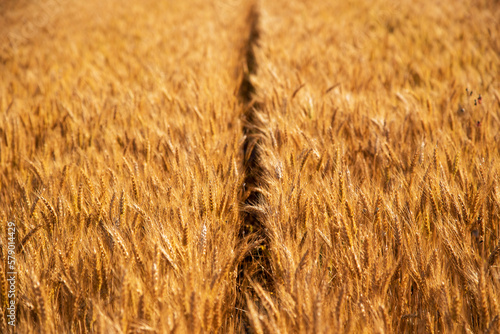 Obraz na płótnie Fascinating landscape with wheat field (harvest, abundance, prosperity, wealth - concept) w salonie